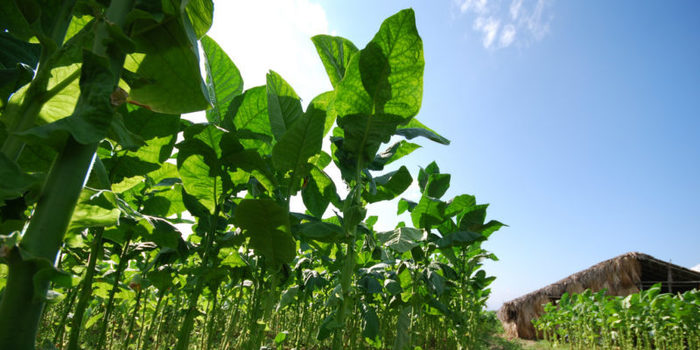 Plantación de tabaco 