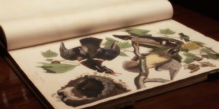 birds04-john-james-audubons-birds-of-america-4