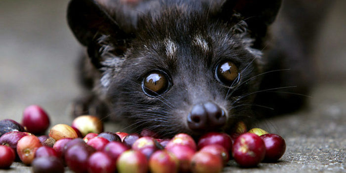 Indonesians Farm Civet Cats To Produce World's Most Valuable Coffee