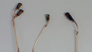 Gastrodia kuroshimensis