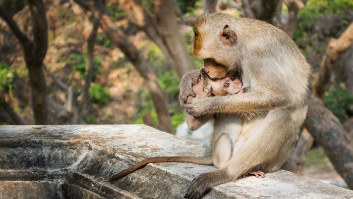 Los monos también podrían llegar a hablar gracias a su fisiología