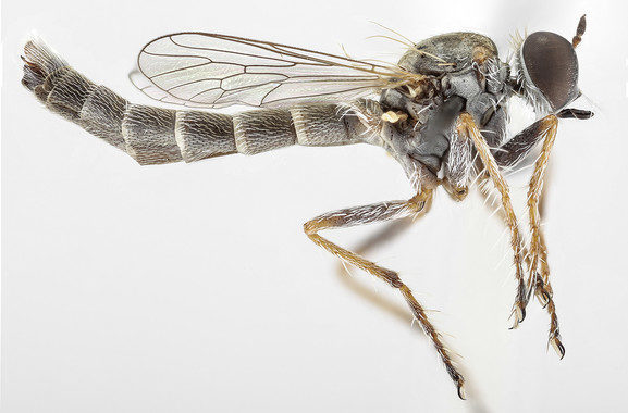 mosca asesina