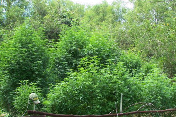 3-jungla-de-cannabis_blog_cdn