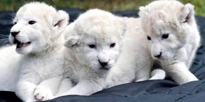 cachorros leon blanco animales mas caros mundo e1483399408363 Merca2.es