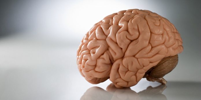 cerebro sigue en crecimiento al pasar a la edad adulta