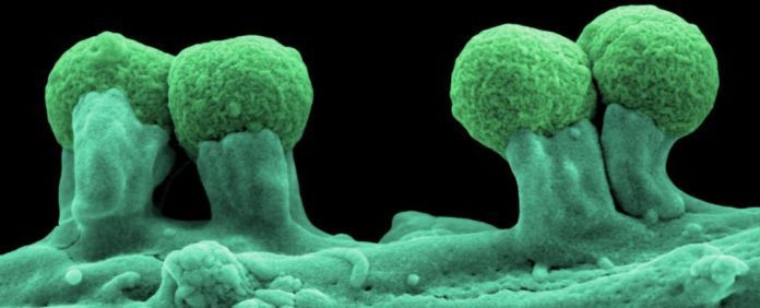 Se crea la primera forma de vida semisintética a través de una bacteria