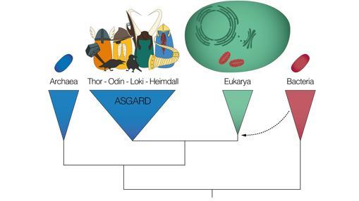 evolución