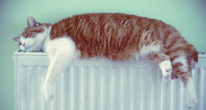 gato-calefaccion-factura-electrica-caro