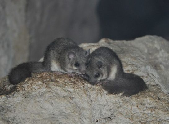 lirón Glis glis