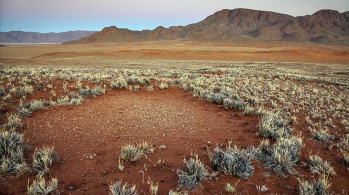 UNA NUEVA HIPOTESIS EXPLICA EL MISTERIO DE LOS  CIRCULOS DE HADAS  DE NAMIBIA