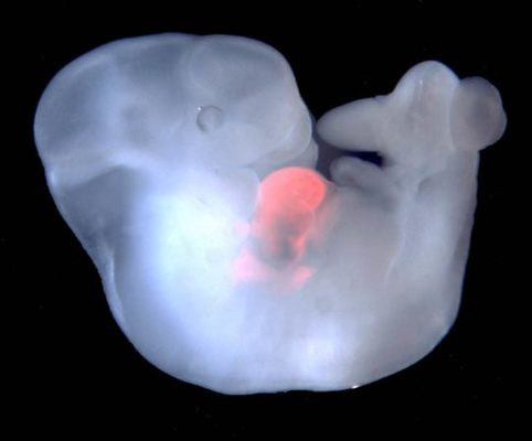 embrion para la obtencion de organos humanos