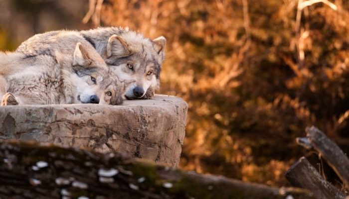 Lobo gris mexicano