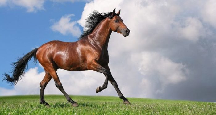 caballo no cloned e1487770868286 Merca2.es