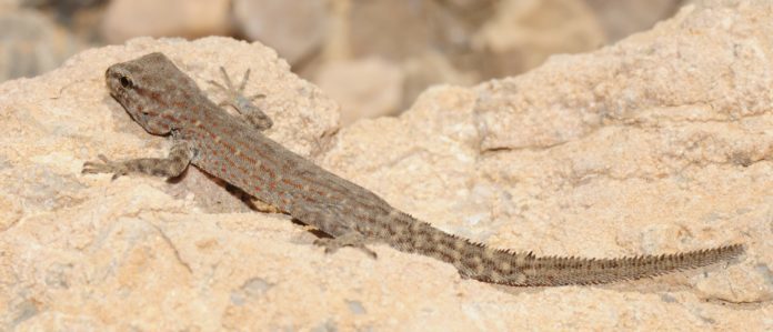 el reptil que ocultaba 14 subespecies diferentes