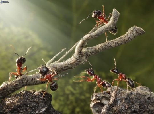 Estos son los insectos que duermen contigo en tu cama