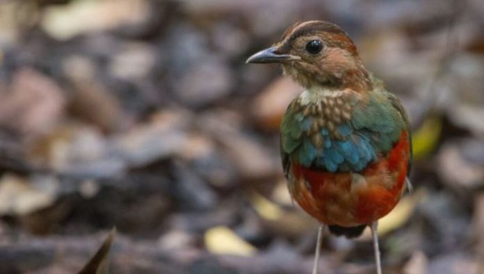 Pita Ventrirroja, el pájaro que suma doce especies en una