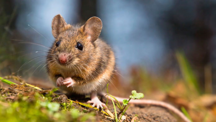 Ratones sordos vuelven a oír gracias a una terapia génica