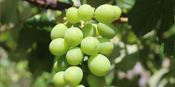 uvas Merca2.es