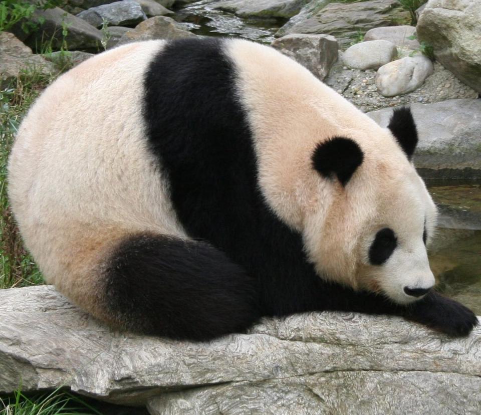¿Por qué los pandas son blancos y negros?