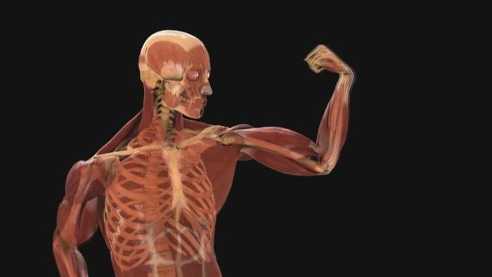 el cuerpo humano