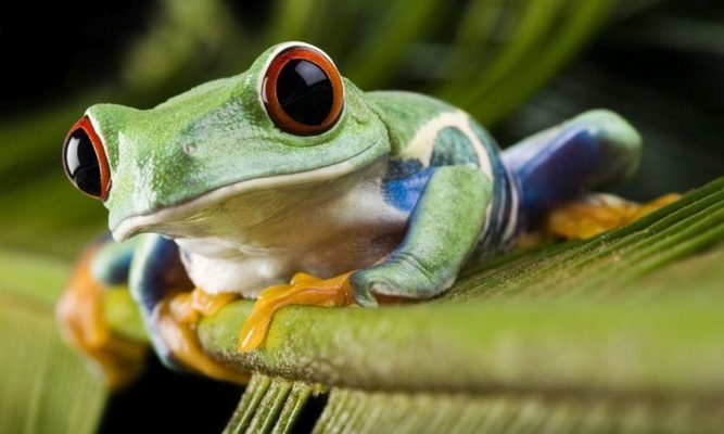 Se descubre al primera anfibio que brilla en la oscuridad