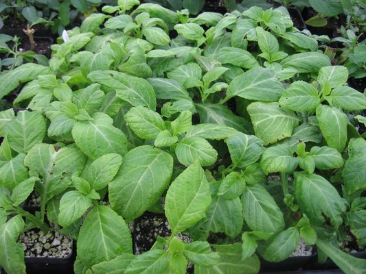 salvia Merca2.es