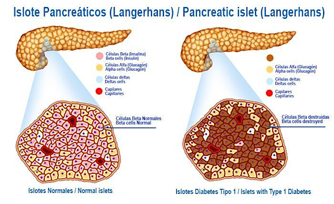 Islote-de-Langerhans-b-1.jpg