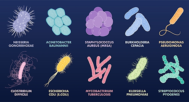 Bacterias