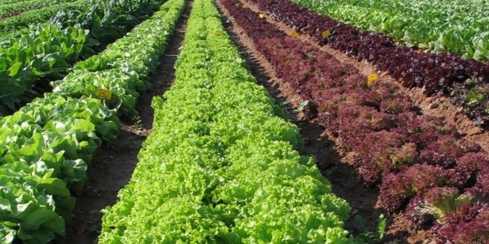 Una hoja biónica podría ser la responsable del fin del hambre en el mundo