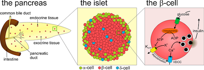 celulas beta