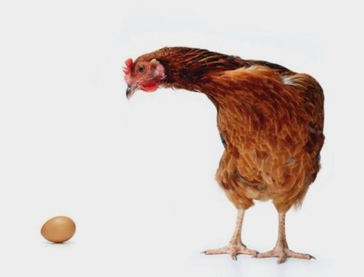 el huevo o la gallina
