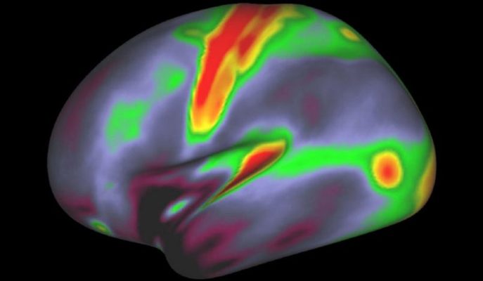 brainmapping2.jpg.size .custom.crop .1086x632 Merca2.es