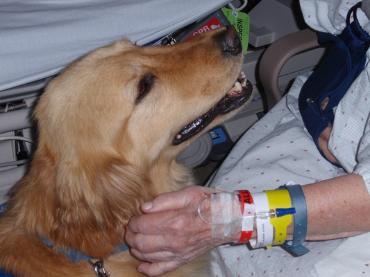 El mejor amigo del hombre está ayudando al tratamiento del cáncer