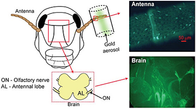 nanoparticulas de oro