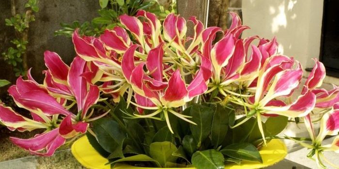 gloriosa hat flowers sequins table e1493693546683 Merca2.es