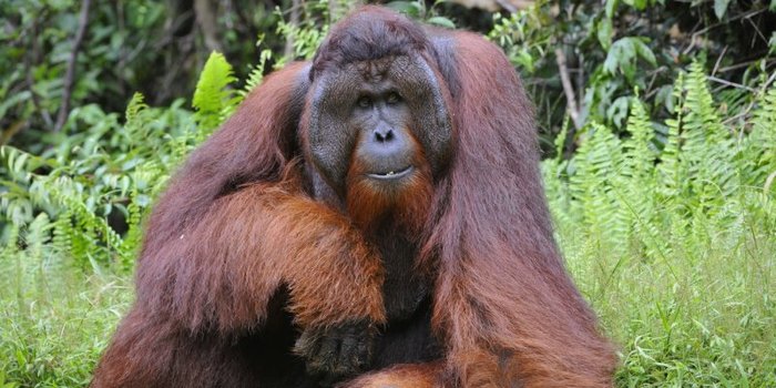 Los orangutanes que mantenían la lactancia materna hasta los ocho años
