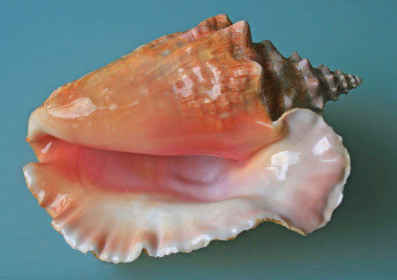Concha