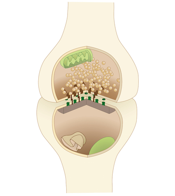 800px neuron synapse Merca2.es