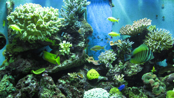 Acuario natural marino Merca2.es