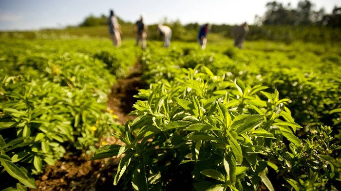 Stevia Merca2.es