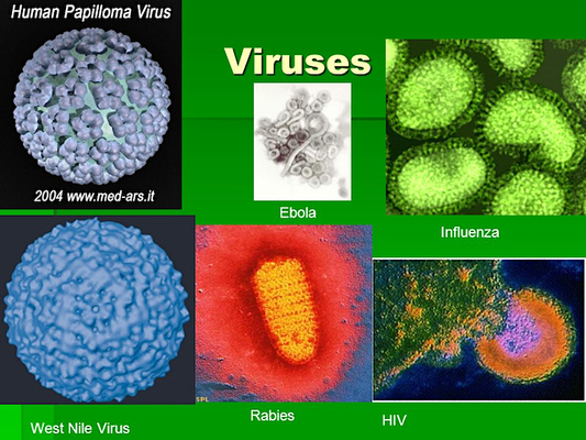 VirusesEbolaInfluenzaRabiesHIVWestNileVirus Merca2.es