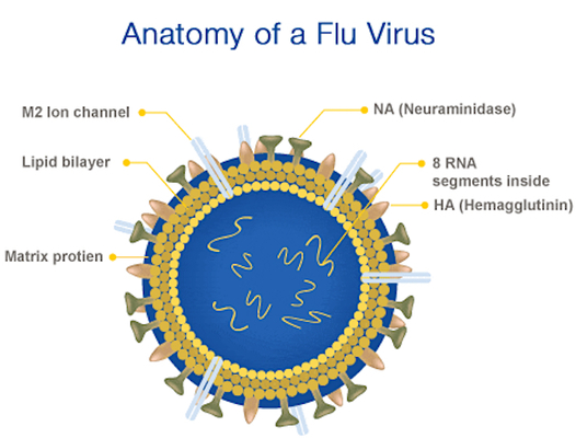 flu virus anatomy Merca2.es