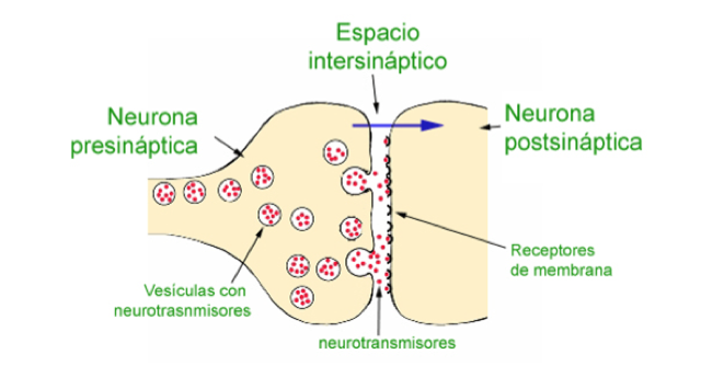 Impulso nervioso.jpg Merca2.es