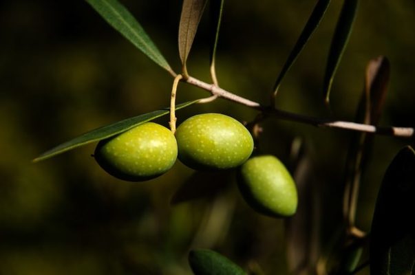 aceitunas. Merca2.es