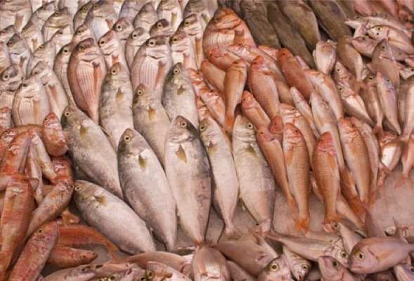 fresh fish Merca2.es