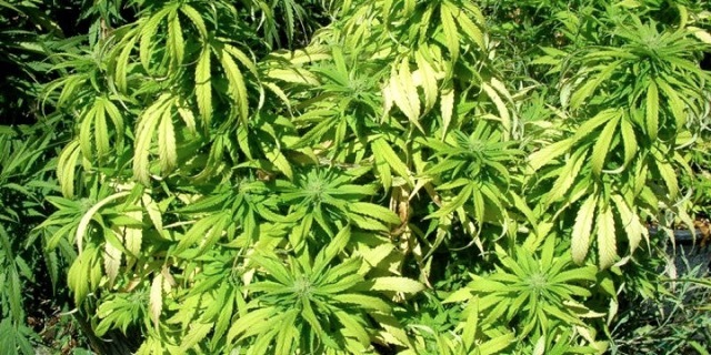 marijuana plants Merca2.es