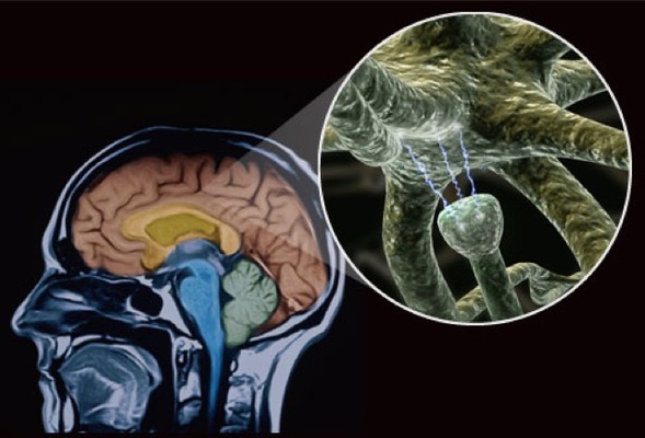 neurotransmitters Merca2.es