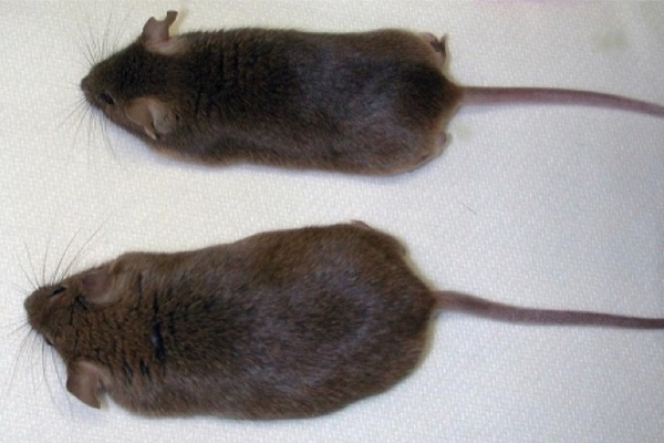 ratones Merca2.es
