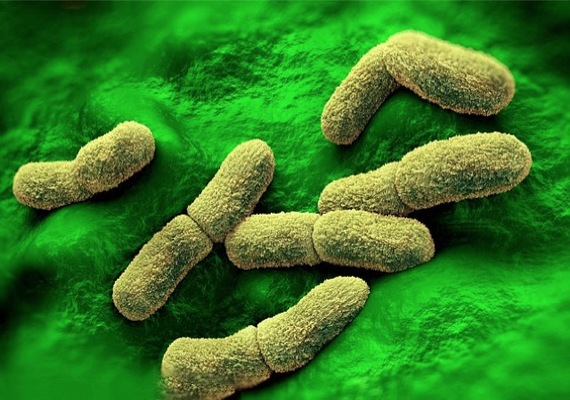 Bacterias Merca2.es