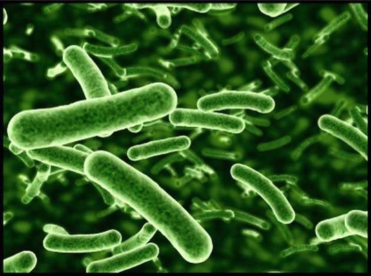 ProbioticBacteria Lactobacillus Merca2.es